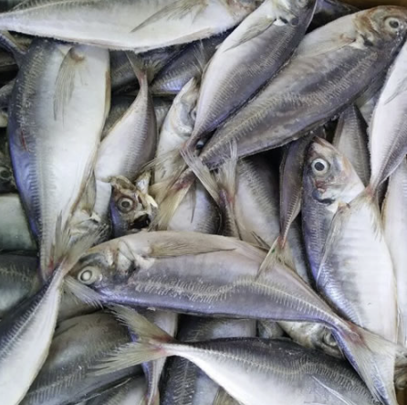 Oya Oya Mackerel ( Horse Mackerel, Tomson)