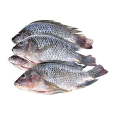 TILAPIA FISH | PACK OF 4