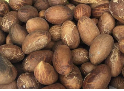 Bitter Kola Nut